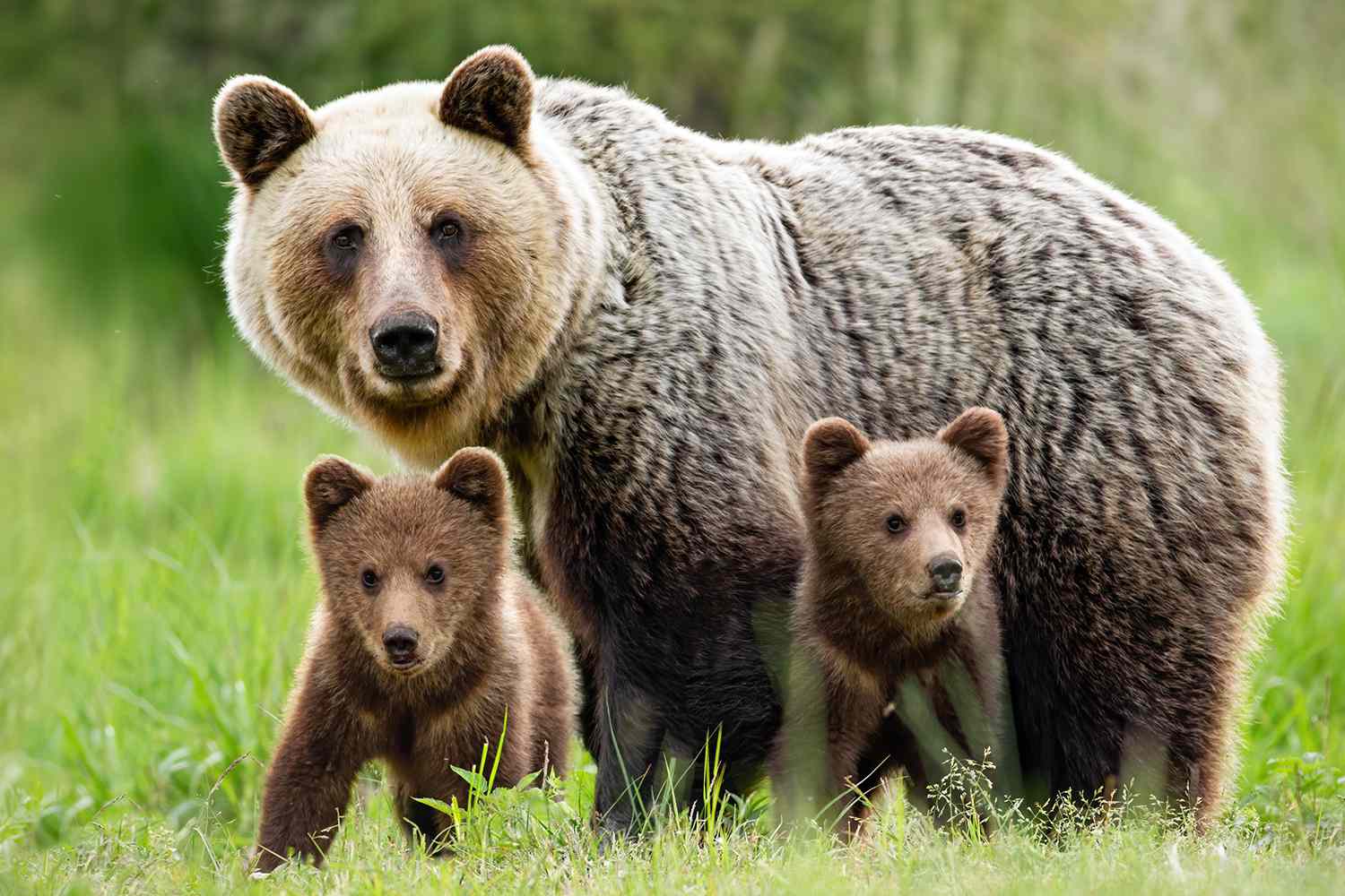 Family Bears 050824 1 27763a04b9e147a880507ffd77cf85c2
